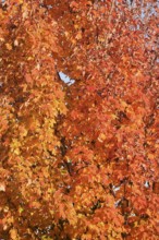 American sweetgum or starfish tree (Liquidambar styraciflua) in autumn, North Rhine-Westphalia,