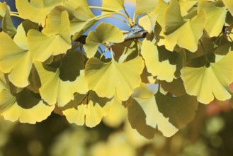 Ginkgo or Ginko (Ginkgo biloba), leaves in autumn, North Rhine-Westphalia, Germany
