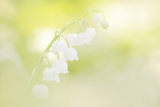 Lily of the valley (Convallaria majalis), flowers, North Rhine-Westphalia, Germany