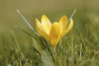 Crocus (Crocus spec.), flower, North Rhine-Westphalia, Germany