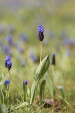 Broad-leaved grape hyacinth (Muscari latifolium), flowering, North Rhine-Westphalia, Germany