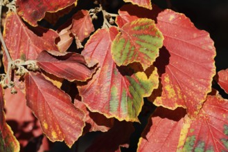 Persian ironwood or parrotia (Parrotia persica), leaves in autumn, North Rhine-Westphalia, Germany