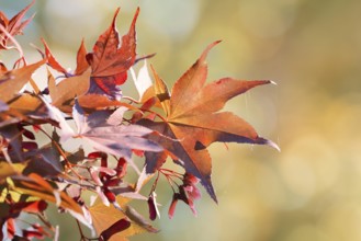 Fan maple (Acer palmatum), leaves in autumn, North Rhine-Westphalia, Germany