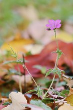 Forest cranesbill (Geranium sylvaticum), flowering, North Rhine-Westphalia, Germany