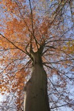 European beech (Fagus sylvatica) in autumn, North Rhine-Westphalia, Germany