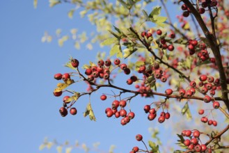 Common hawthorn or hawthorn (Crataegus monogyna), branch with fruit, North Rhine-Westphalia,