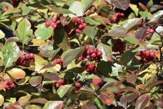 European serviceberry (Sorbus aria), leaves with fruit in autumn, North Rhine-Westphalia, Germany