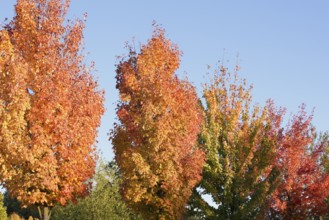 American sweetgum or starfish tree (Liquidambar styraciflua), trees in autumn, North