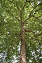 Caucasian wingnut (Pterocarya fraxinifolia), North Rhine-Westphalia, Germany