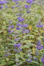 Bearded flower (Caryopteris x clandonensis), flowering, ornamental shrub, North Rhine-Westphalia,
