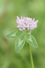 Meadow clover or red clover (Trifolium pratense), flower and leaf, North Rhine-Westphalia, Germany