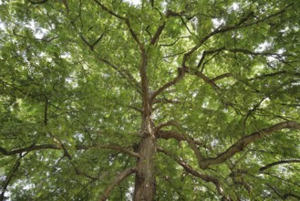 Caucasian wingnut (Pterocarya fraxinifolia), North Rhine-Westphalia, Germany
