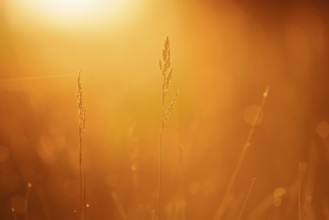Grasses against the light at sunrise, North Rhine-Westphalia, Germany