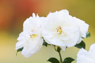 Bedding rose, Floribunda rose 'Edelweiss' (Rosa hybride), flowers, North Rhine-Westphalia, Germany