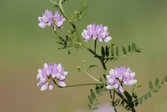 Colourful crown vetch (Securigera varia, Coronilla varia), flowers, North Rhine-Westphalia, Germany