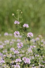 Colourful crown vetch (Securigera varia, Coronilla varia), flowering, North Rhine-Westphalia,