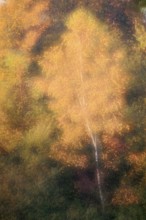 Silver birch (Betula pendula) in autumn, double exposure, North Rhine-Westphalia, Germany