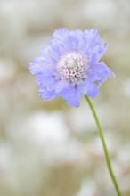 Widow flower or Caucasian scabiosa (Scabiosa caucasica), flower, native to the Caucasus