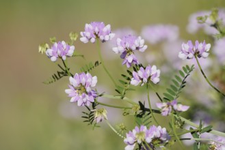 Colourful crown vetch (Securigera varia, Coronilla varia), flowering, North Rhine-Westphalia,