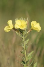 Common evening primrose or common evening primrose (Oenothera biennis), flowers, North