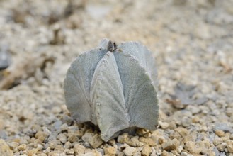 Bishop's cap (Astrophytum myriostigma), native to Mexico