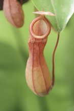 Pitcher plant (Nepenthes alata), pitcher, native to the Philippines