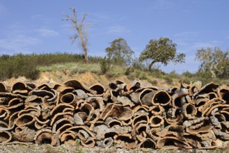 Stacked bark of the cork oak (Quercus suber), cork, Algarve, Portugal