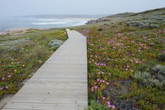 Boardwalk and midday flowers in bloom on the coast, Carrapateira, Parque Natural do Sudoeste
