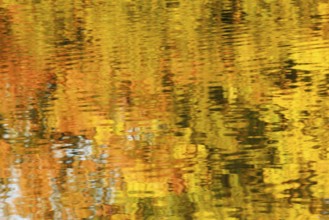 Autumn-coloured deciduous trees reflected on a water surface, North Rhine-Westphalia, Germany