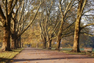 Path and common plane tree or Platanus × acerifolia (Platanus x hispanica, Platanus × acerifolia,