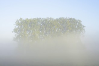 Bastard black poplars or Canada poplars (Populus x canadensis, Populus x euramericana) in the
