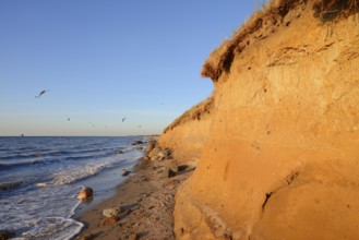 Steep bank on the Baltic Sea with breeding tubes of the sand martin (Riparia riparia), East