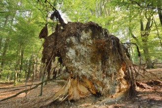 European spruce or red spruce (Picea abies), root plate of a fallen spruce, Teuteburg Forest, North