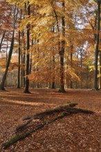 European beech forest (Fagus sylvatica) in autumn, Arnsberg Forest, Sauerland, North