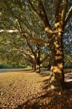 Common plane tree or Platanus × acerifolia (Platanus x hispanica, Platanus × acerifolia, Platanus ×
