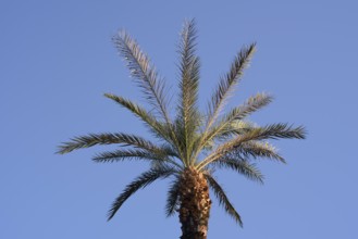 True date palm (Phoenix dactylifera), Egypt
