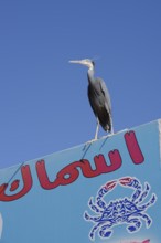 Great Egret (Egretta gularis schistacea, Egretta schistacea) on sign of fish shop, Hurghada, Egypt