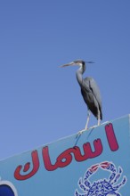 Great Egret (Egretta gularis schistacea, Egretta schistacea) on a sign from a fish shop, Hurghada,
