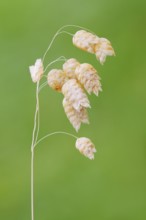Big quaking grass (Briza maxima), spikelet, Portugal