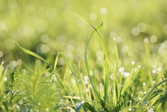 Blades of grass with dewdrops, North Rhine-Westphalia, Germany