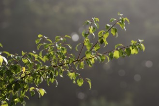 Mirabelle plum (Prunus domestica var. syriaca), branch with raindrops, North Rhine-Westphalia,