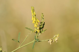 Sweet yellow clover or sweet melilot (Melilotus officinalis), inflorescence, North