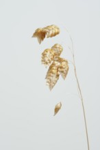 Big quaking grass (Briza maxima), spikelets against a white background, Portugal