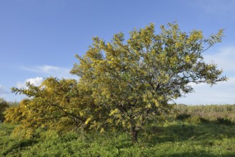 Willow leaf acacia (Acacia saligna), flowering, Algarve, Portugal