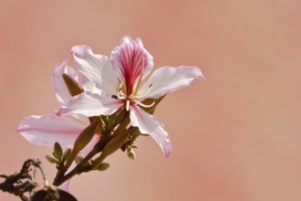 Pink orchid tree or small orchid tree (Bauhinia monandra), flower, Algarve, Portugal
