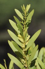 Golden acacia (Acacia longifolia), branch with flowers and leaves, Algarve, Portugal