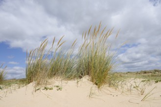 European Marram Grass or sand reed (Ammophila arenaria) on the beach, Algarve Portugal