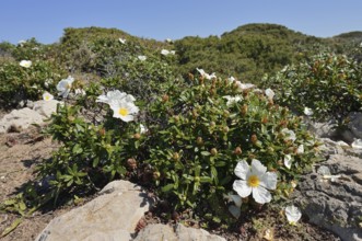 Lacquer cistus (Cistus ladanifer), flowering, Algarve, Portugal