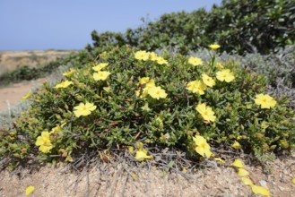 Cistus (Halimium calycinum), flowering, Algarve, Portugal