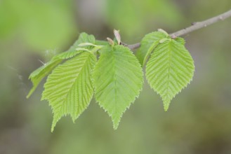 Fluttering elm (Ulmus laevis), branch with leaves, North Rhine-Westphalia, Germany